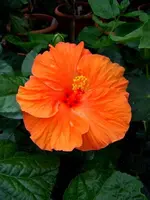 Hibi_Firebird.webp