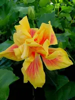 Hibi_Maggie.webp