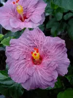 Hibi_Purple_Bayou.webp