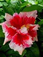 Hibi_Red_Snapper.webp