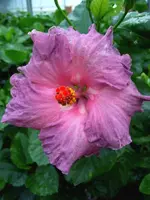 Hibi_Robyn_Ann.webp