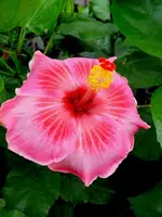 Hibi_Top_Gun.webp