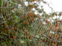 Netze v.webp