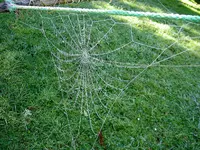 Netze v (2).webp