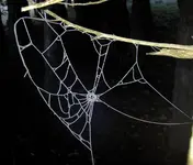 Netze v (3).webp