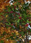 DSC_4031 rote Beeren.jpg