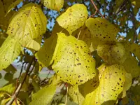 Jahreszeitenbaum 005.webp