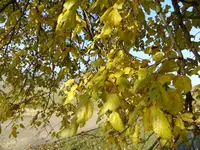 Jahreszeitenbaum 002.webp