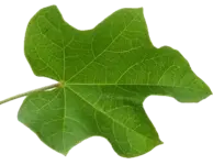 jatropha curca.webp