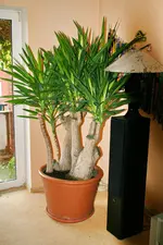 Yucca 4.webp