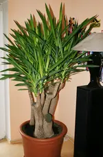Yucca 5.webp