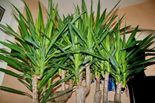Yucca Nah.webp