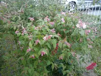 DSC00239.webp