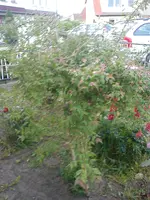 DSC00240.webp