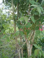 DSC00241.webp