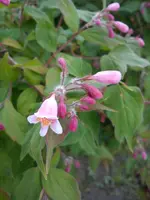 DSC00242.webp