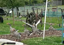 CIMG3459 Gänse.webp