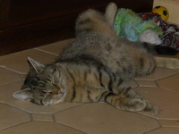 carlo04.webp