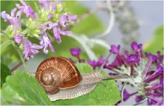 weinbergschnecke.webp