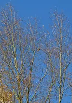 DSC_4719 Eichelhäher.webp