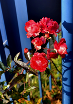 DSC_4718 Röschen.webp
