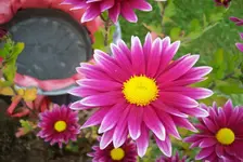 Winteraster.webp