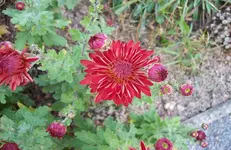 Winteraster 1.webp