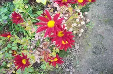 Winteraster 3.webp