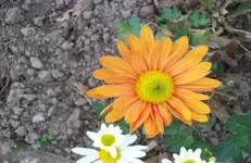 Winteraster 4.webp