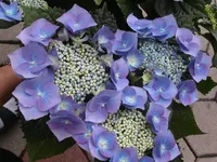 PICT0007.webp