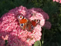 PICT0009.webp