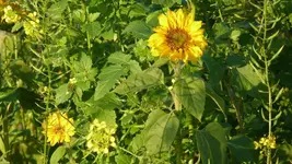 Blume1.webp