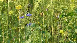 Blume2.webp