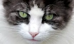 Katzenaugenv.webp