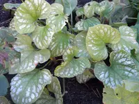 DSCN1047.webp