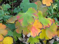 DSCN1132.webp