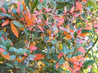 DSCN1141.webp