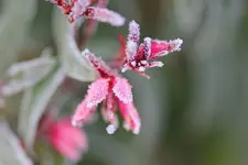 Lobelie_2_13112011.webp