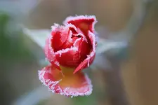Rosenknospe_13112011.webp
