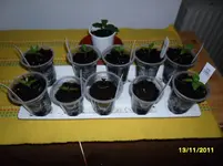 SAM_0390.webp