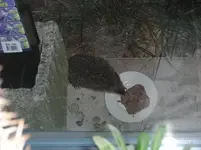 Igel 1.webp