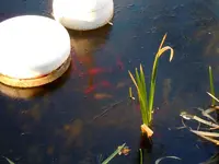 Eis am Teich085.webp