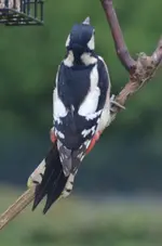 Spechtmädel1.webp