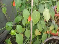 k-DSCF0003.webp
