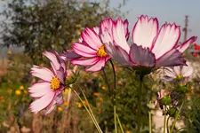 Bild_01.webp