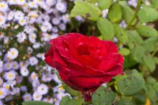 Bild_03.webp