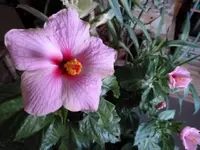 Hibiscus_Zimmer.webp