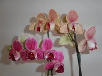 PICT00028.webp