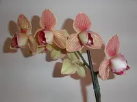 PICT00005.webp