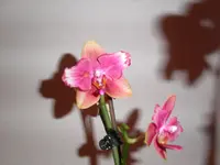 PICT0022.webp